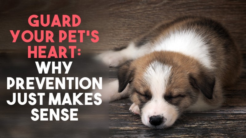 Guard Your Pet s Heart Why Prevention Just Makes Sense